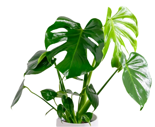 Kapusta nabízí pokojové rostliny.