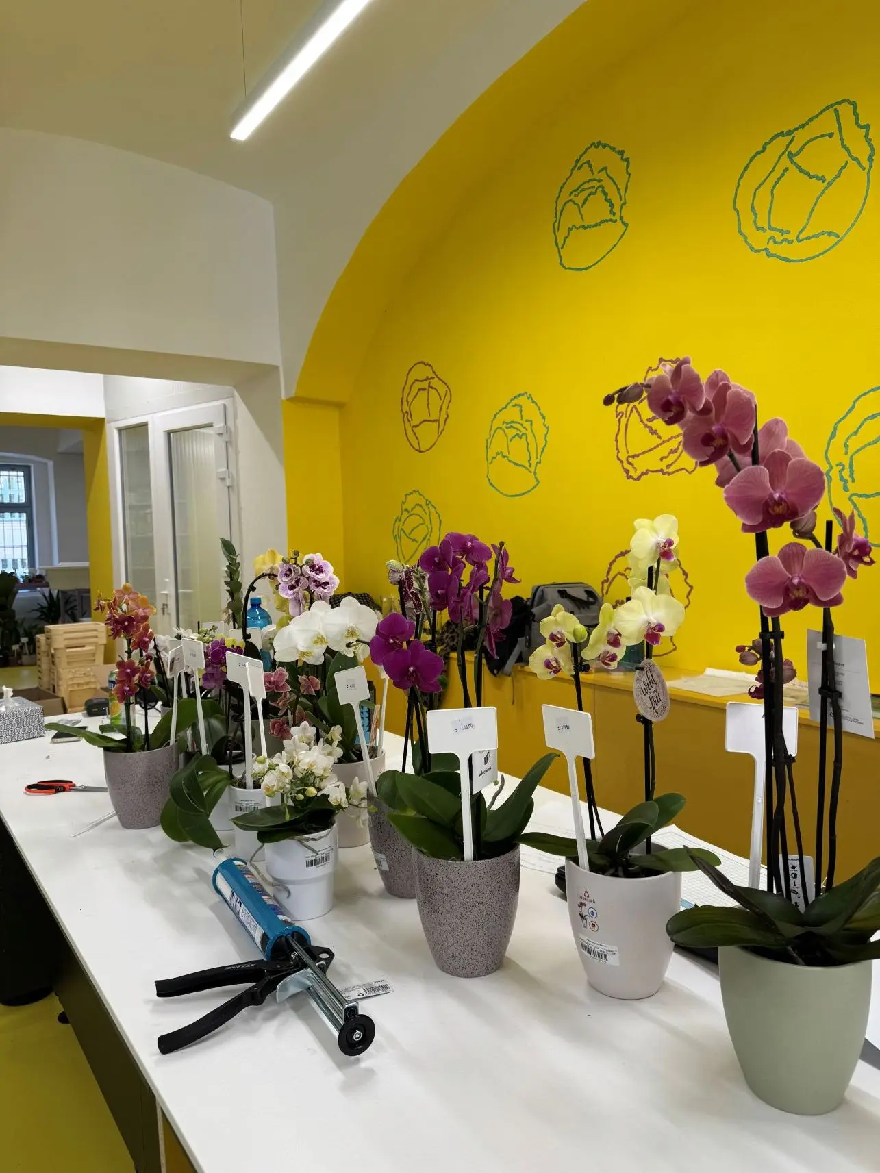 Fotografie z přípravy prodejny před otevřením v Táboře.